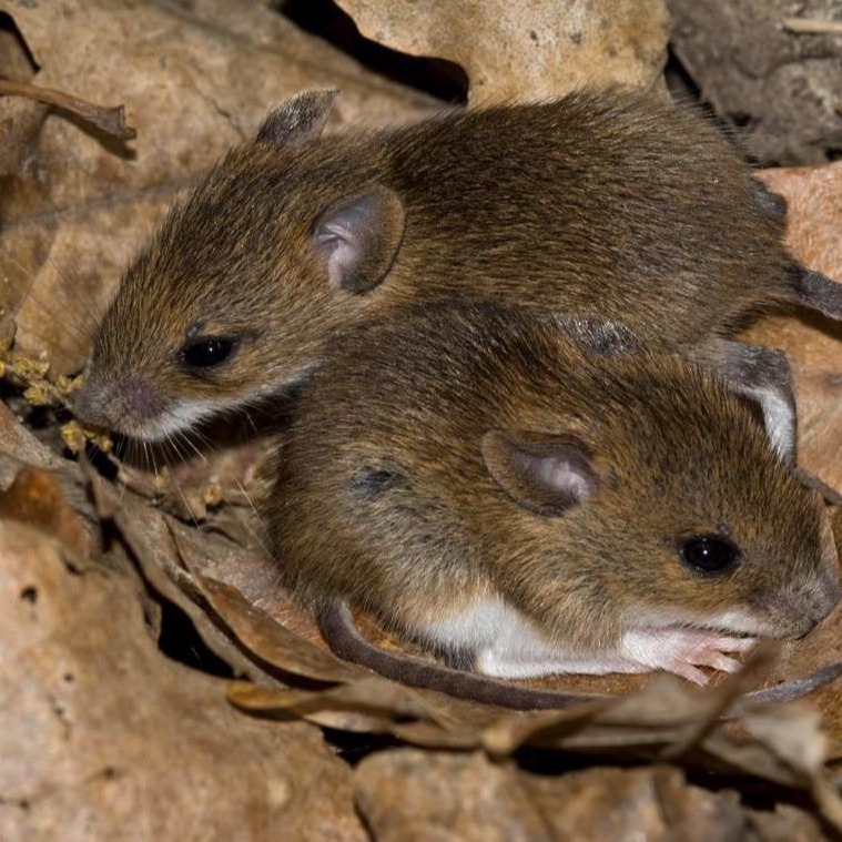 Уничтожения мышей в частном доме в Перми?